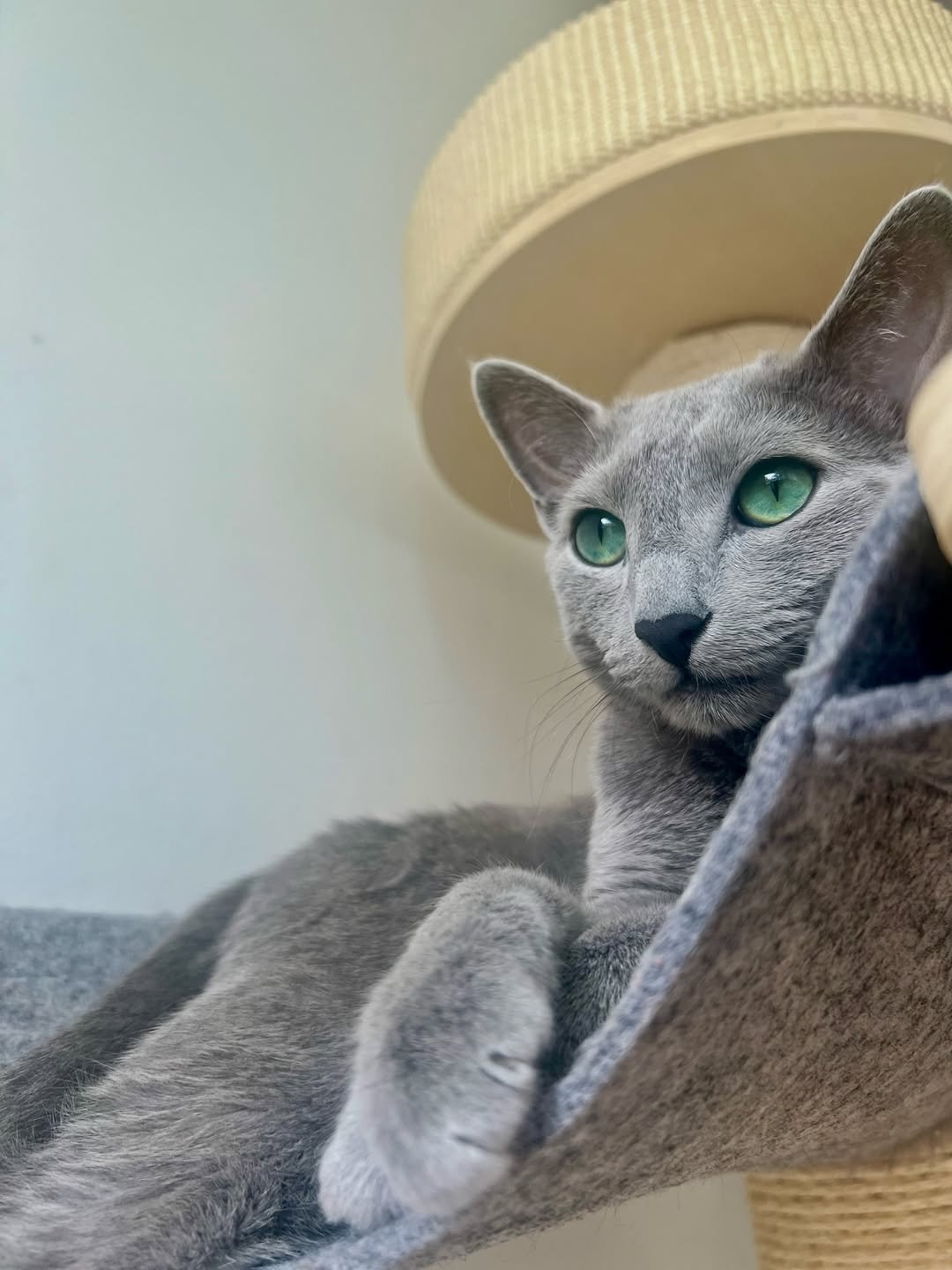Russian Blue Kitten Sleeping California - Peaceful Russian Blue - Content Kitten - Loving Home